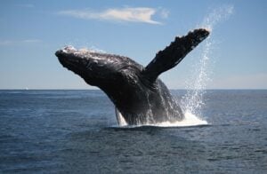 Jani-king is a whale in the sea of cleaning franchises