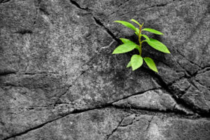 Growing a franchise business